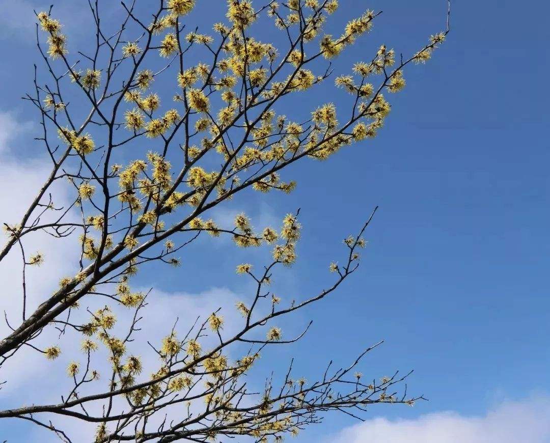 金缕梅属于名贵花卉吗,金缕梅与北美金缕梅区别