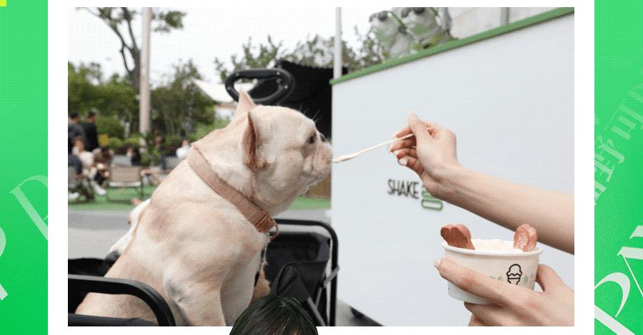 宠物可以进商场吗,宠物能进宠物友好商场吗