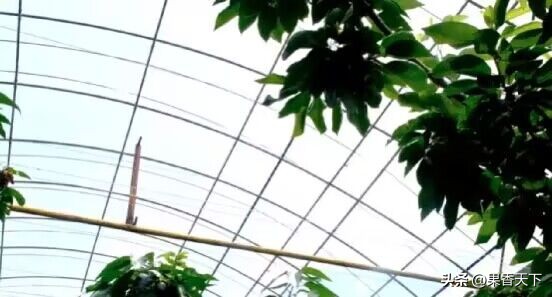 最有潜力早熟大樱桃,农村人种植大樱桃