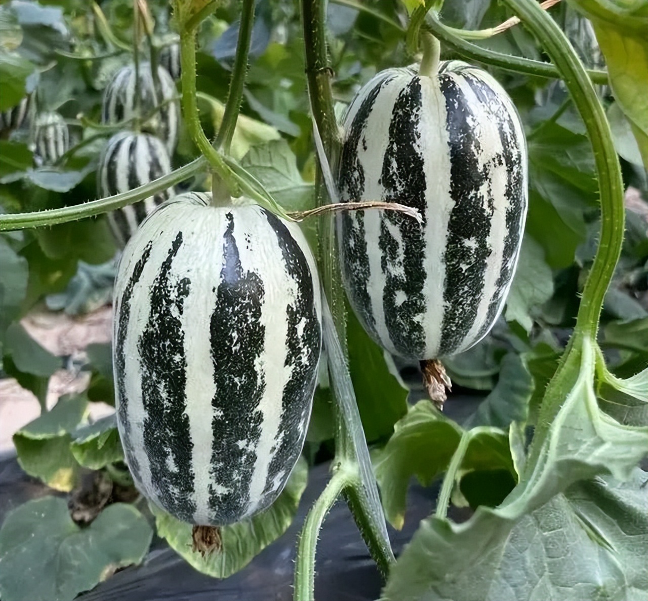 甜瓜新品种5762的种子价格,全国甜瓜价格最新行情