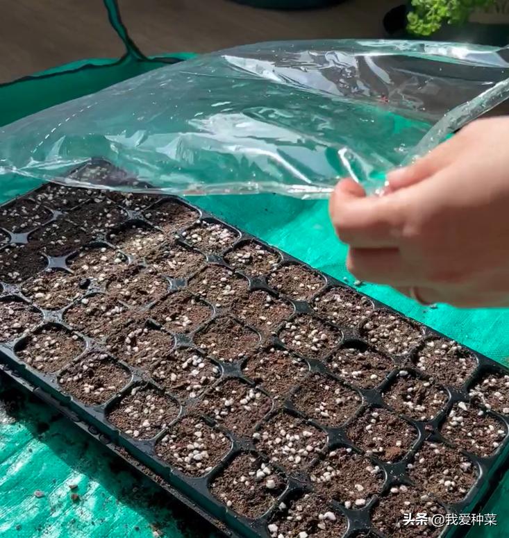 西红柿育苗的正确方法,西红柿育苗最简单的方法