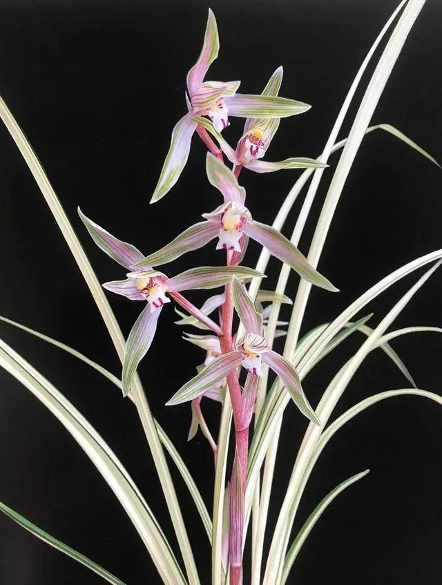 兰花品种大全四川,兰花品种鉴别方法