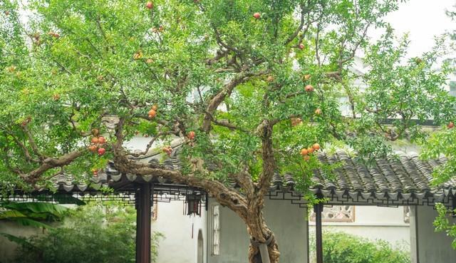 家里最幸福的风水树排名,家养幸福树寓意