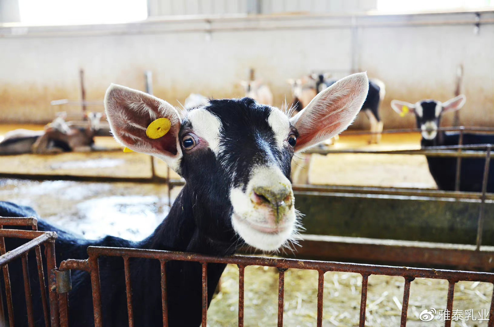 羊奶粉怎样选择比较好,什么品牌的羊奶粉最纯正最好