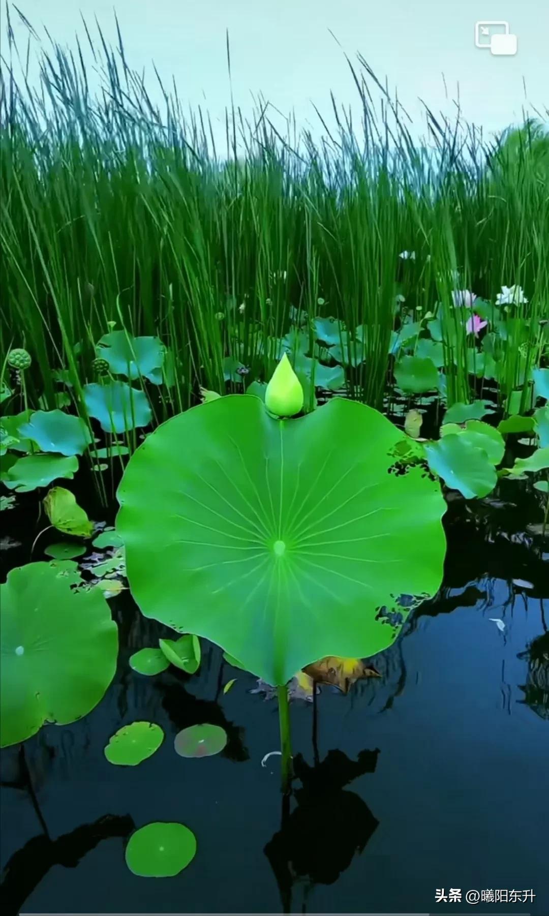 为什么手机号码会莫名其妙被停用,vivo账号手机号已经停用了怎么办