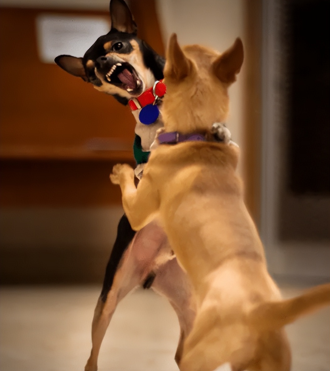 买狗千万别贪便宜,买狗一时爽养狗火葬场