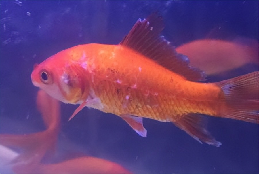 金鱼常见病及防治方法,金鱼锦鲤常见病怎样医治