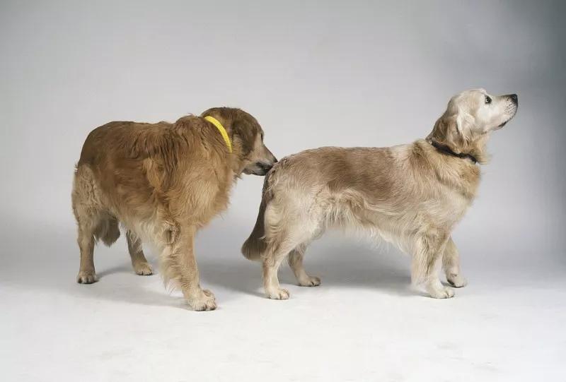 宠物基础服务包括什么服务,宠物服务包括哪些内容呢