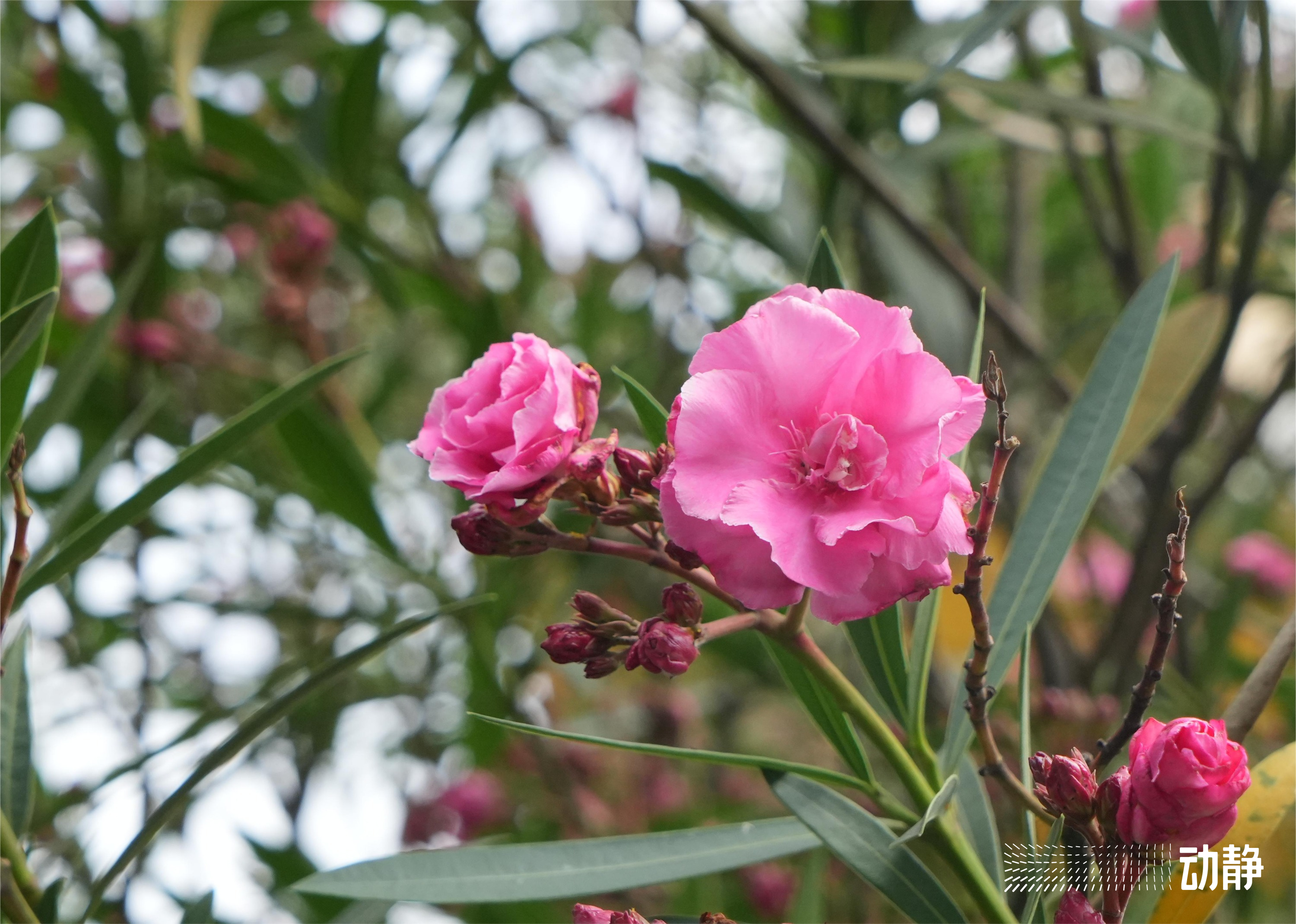 野性贵州有问必答丨有毒的夹竹桃，优秀的“环保卫士”