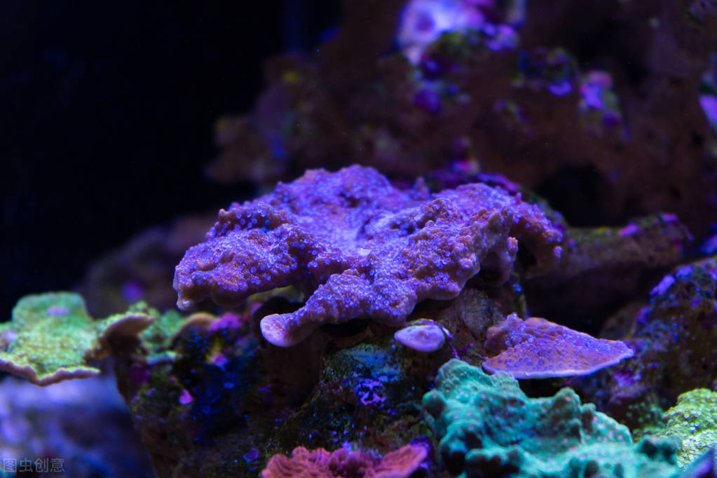 水陆缸水草缸原生缸哪个好打理,除了水草缸还能养什么缸