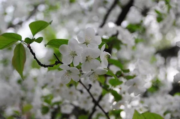 近代四大买办 (近代买办阶层的形成发展和衰落)