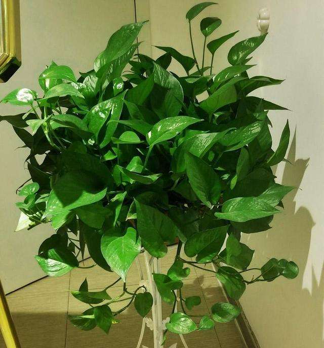 厕所除臭空气清新香氛,厕所吸味盆栽