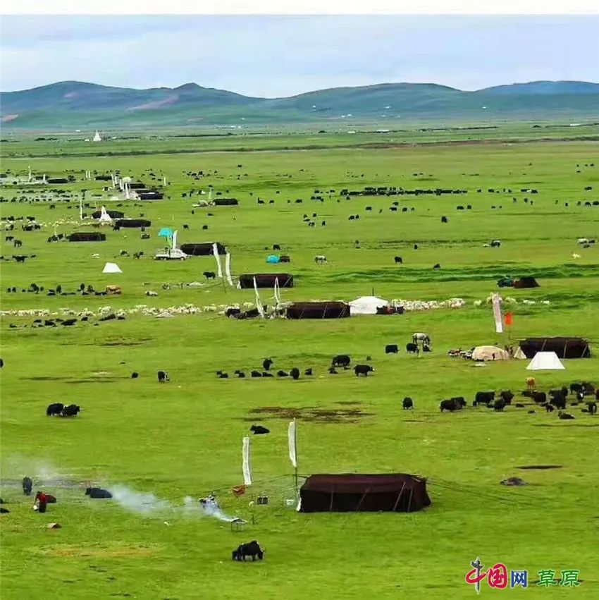 若尔盖草原：生命蓬勃而狂放，奔驰的马群听命于风