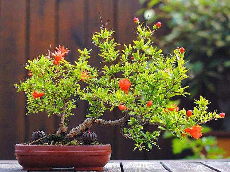 柠檬树适合在家养吗,在家养柠檬树注意点