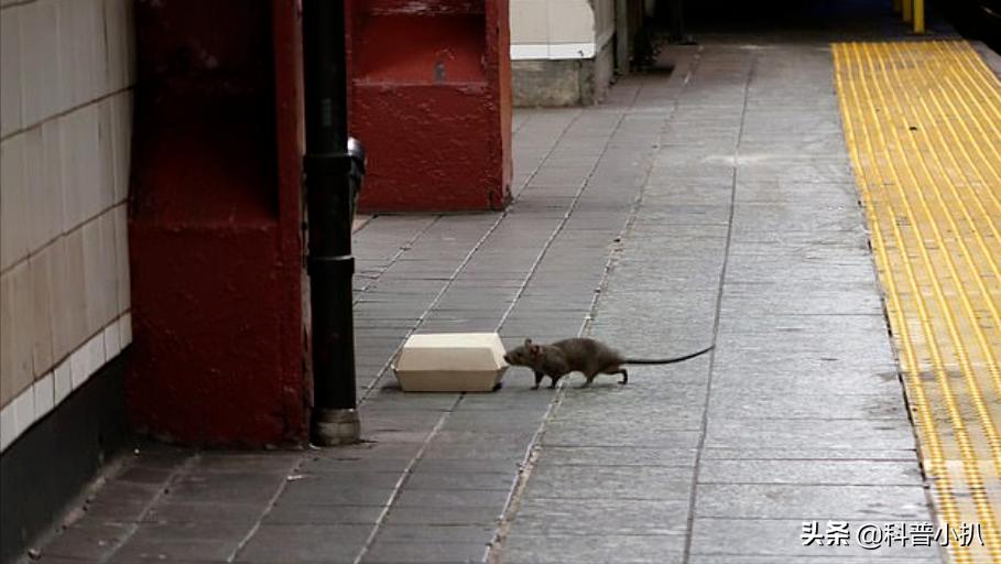 小伙救蛇后多年后蛇报恩,女子救蛇多年后长成巨蛇