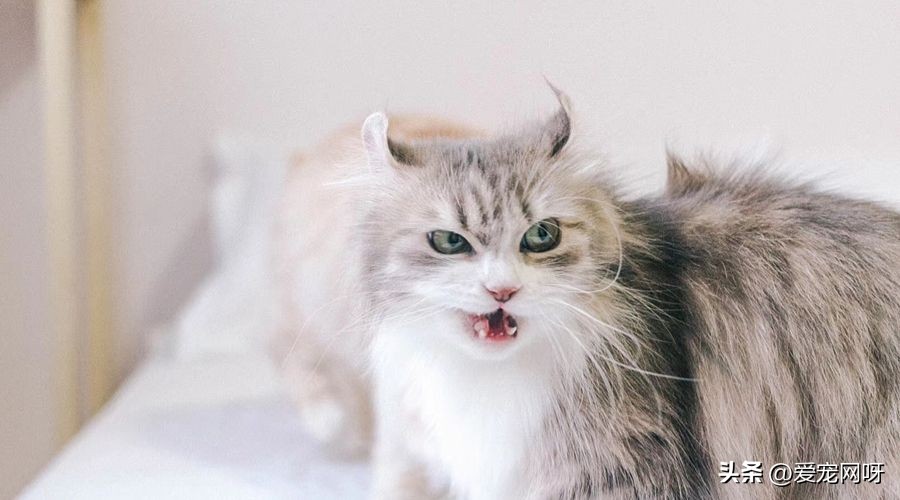 玳瑁猫咪是什么品种,猫咪品种大全及图片