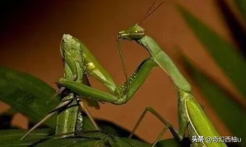 为什么雄性会被雌性吸引,为什么雄性动物对雌性有占有欲