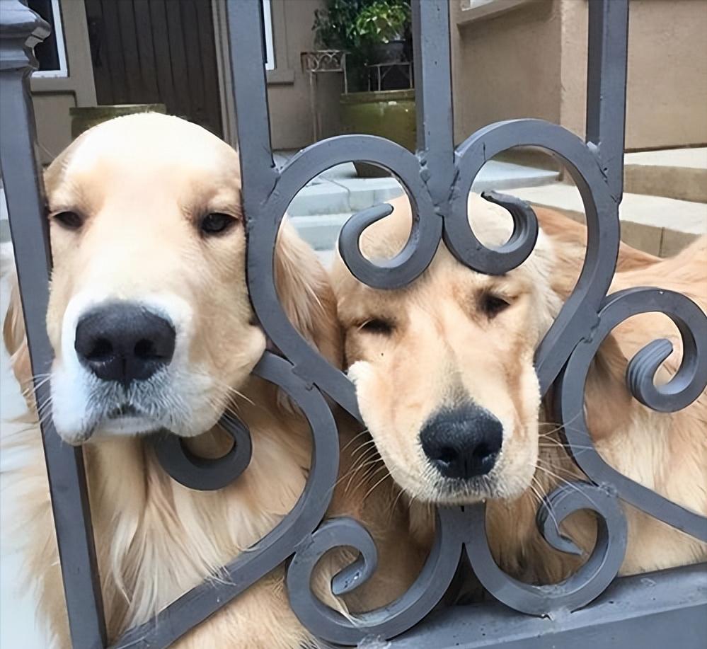 狗狗奇葩的几种交配方式,真的让人大开眼界