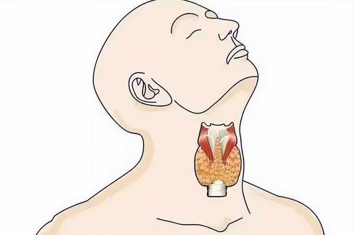 甲状腺结节的诊断与治疗,甲状腺结节的诊断与处理原则