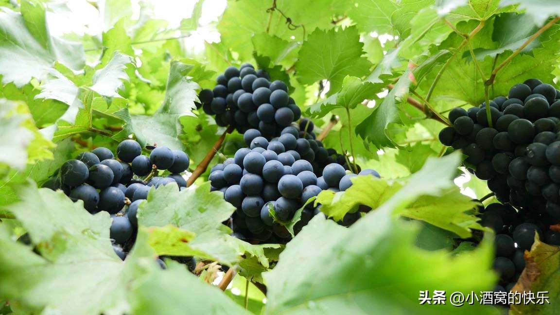 澳大利亚酒庄视频,澳大利亚橡木酒庄介绍