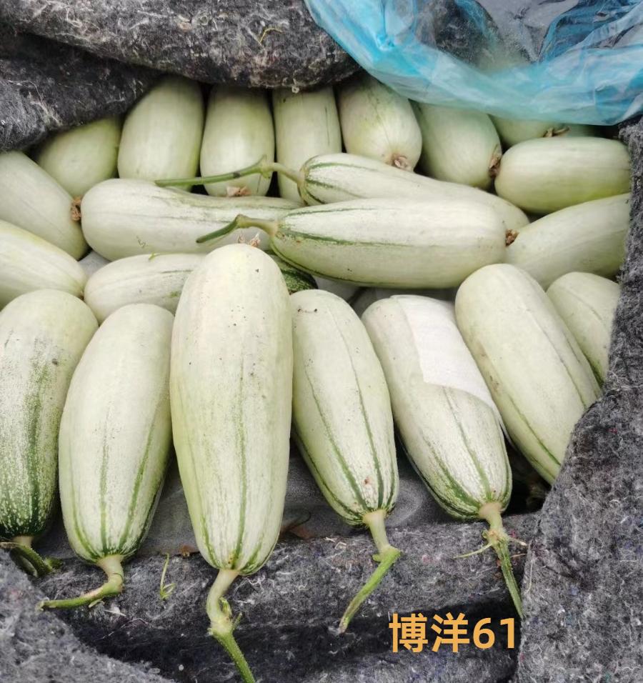 甜瓜哪个品种比较好卖,最新甜瓜产地价格