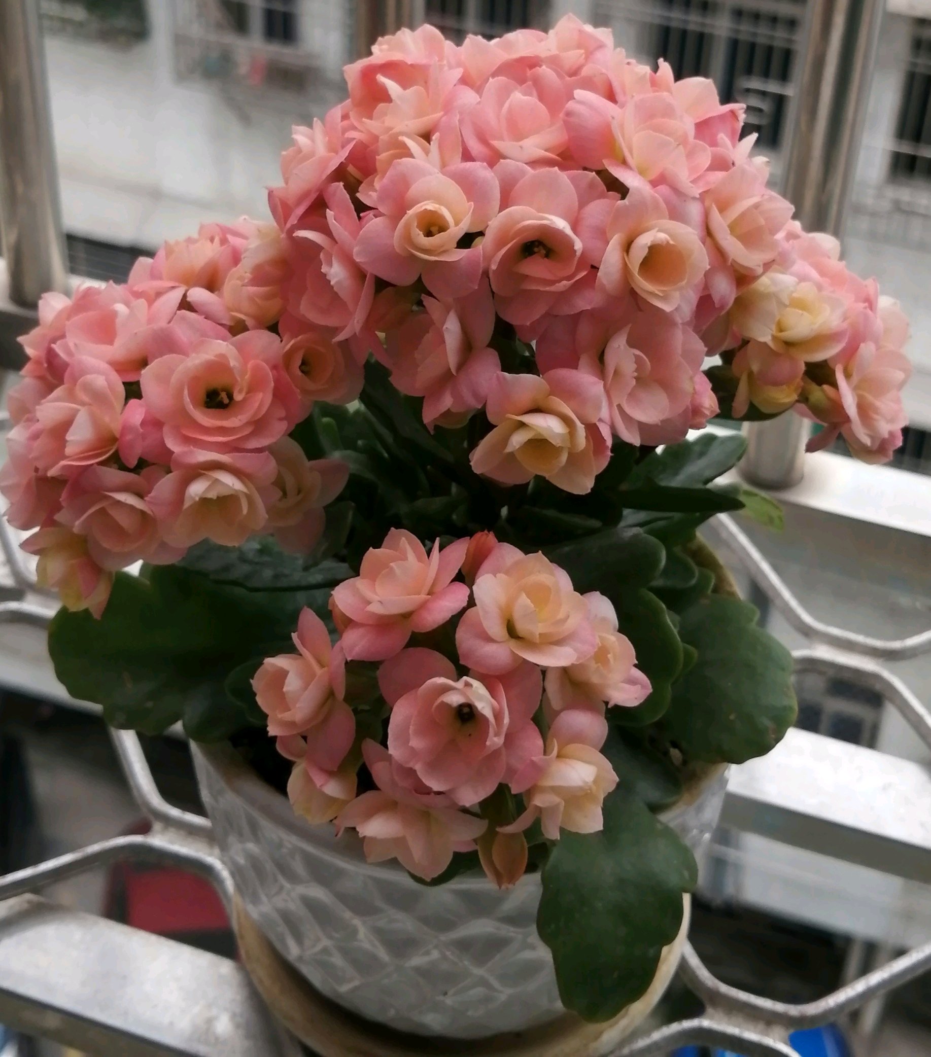 喜欢长寿花的寓意,喜欢养长寿花的人