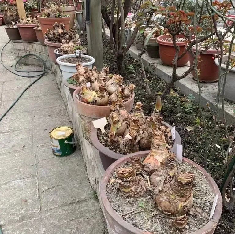 朱顶红在北方暖气屋里剪叶子吗,朱顶红剪叶子距根部多长剪合适