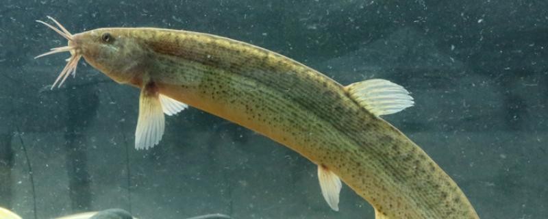 泥鳅水花常见病害及解决方法,泥鳅黄鳝的养殖技术和病害