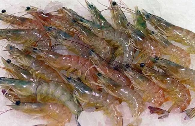 基围虾养殖技术和注意事项,海水基围虾养殖技术条件和方法