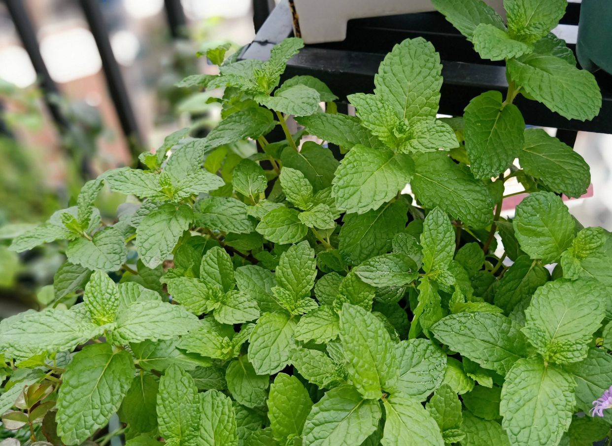 养薄荷的方法技巧适用什么肥,养薄荷叶的方法