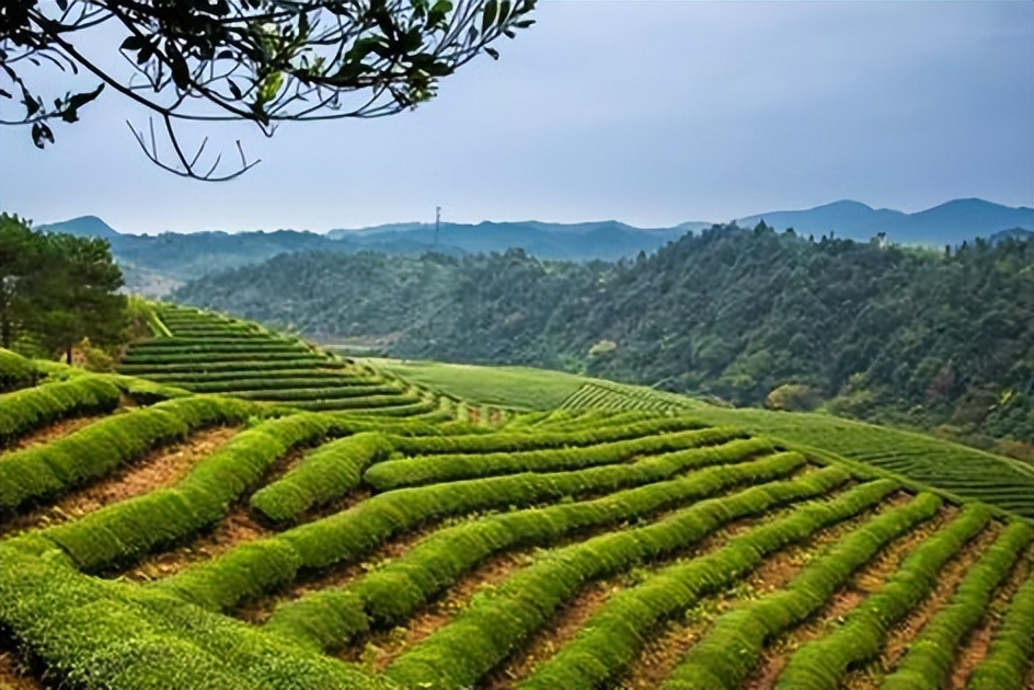 婺源茗眉,婺源茗眉哪里买正宗
