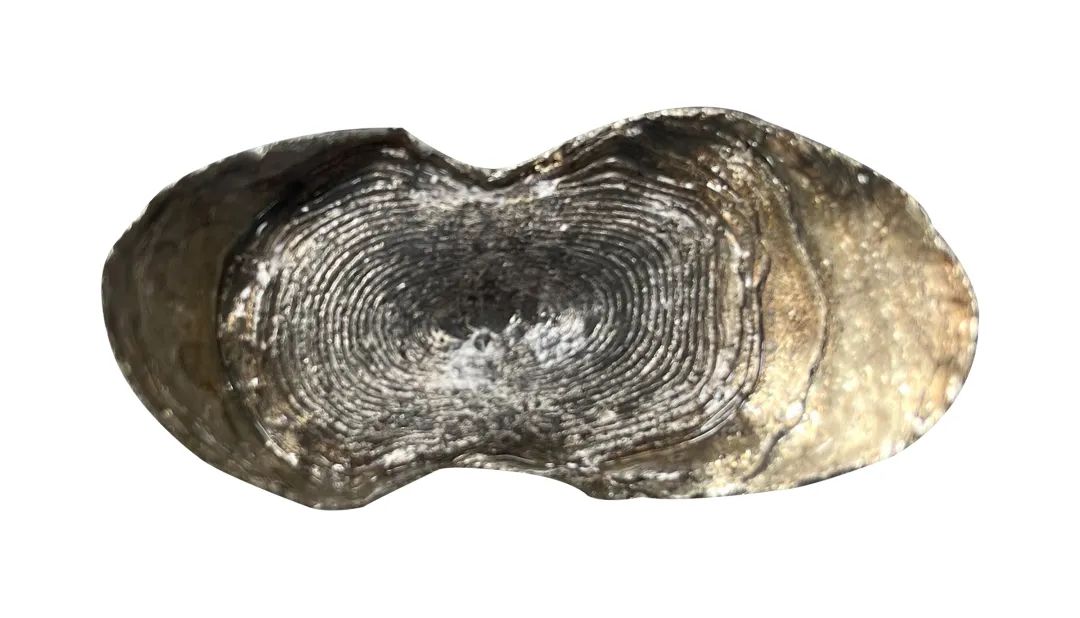 古钱币拍卖专场,2016年古钱币拍卖信息