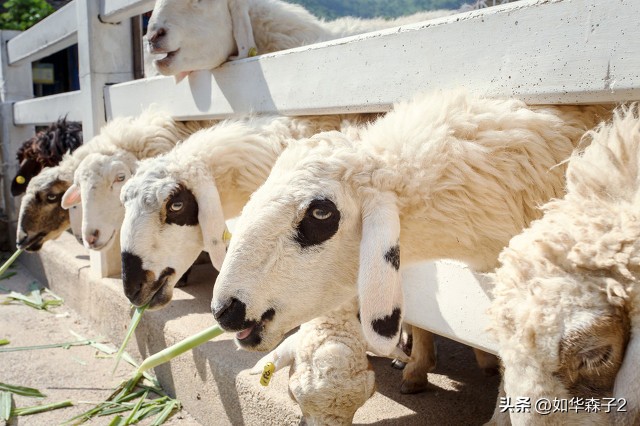 靠养羊一年挣了8000万,大学生返乡养羊发家致富