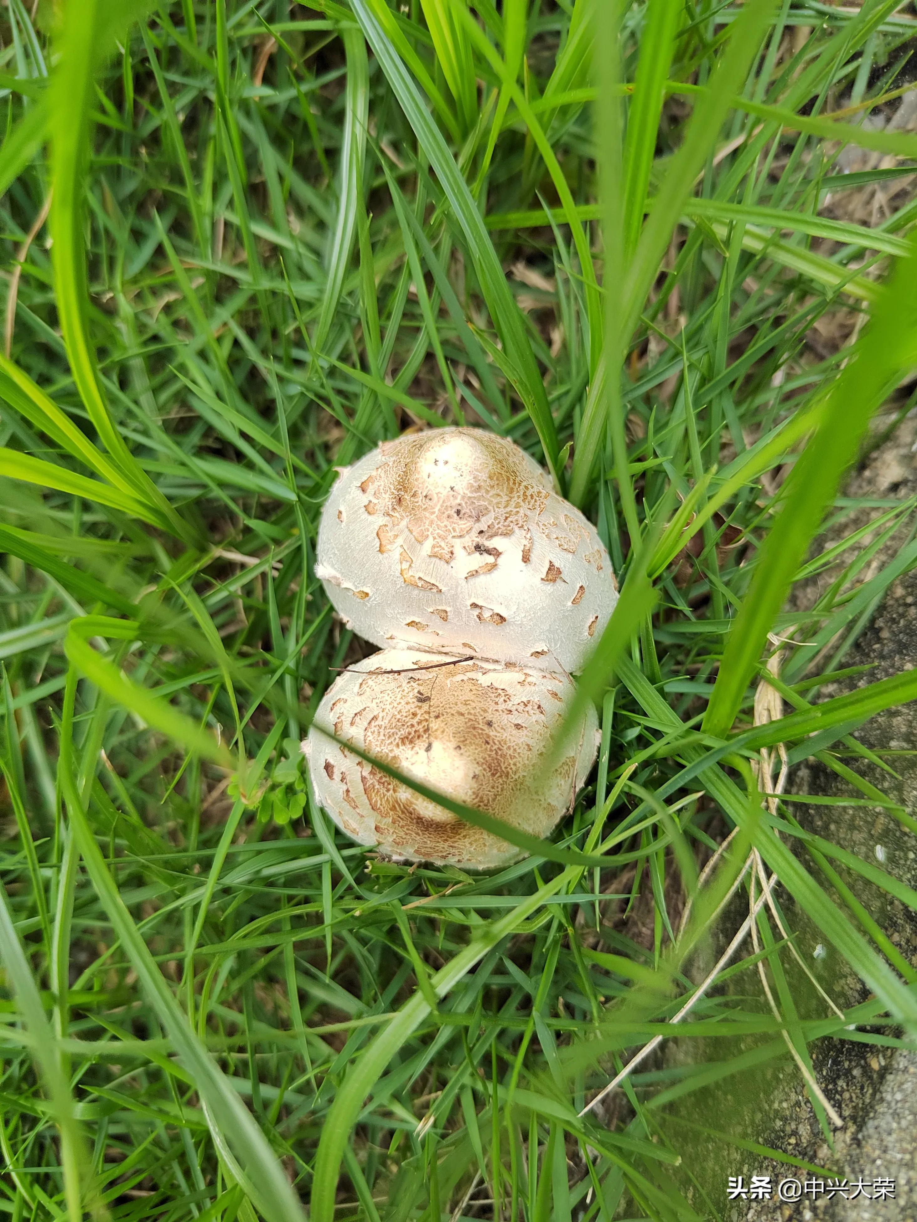 为了那场渴望的赛事