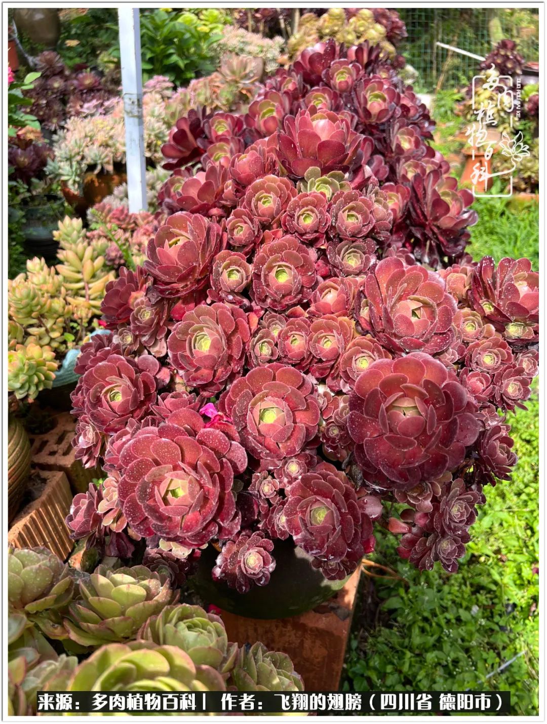 多肉的正确养殖方法冬天怎么养活,多肉怎么养活而且长得快且好看