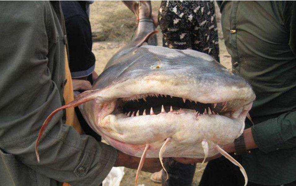 在印度是吃人水怪,在云南就是道菜!快要消失的面瓜鱼有多好吃?