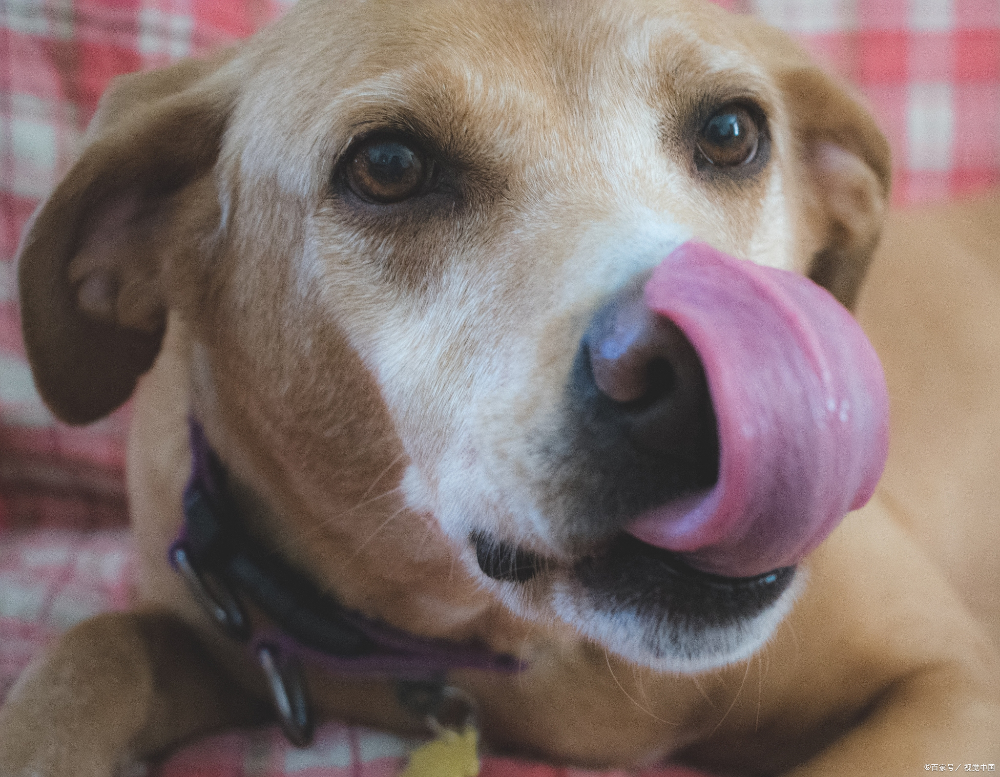 狗狗肠胃引起的口臭怎么办,狗狗不吃东西口臭怎么回事