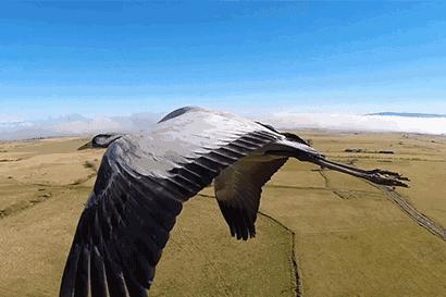 茶圣陆羽传奇人生,从弃婴到茶圣陆羽传奇人生