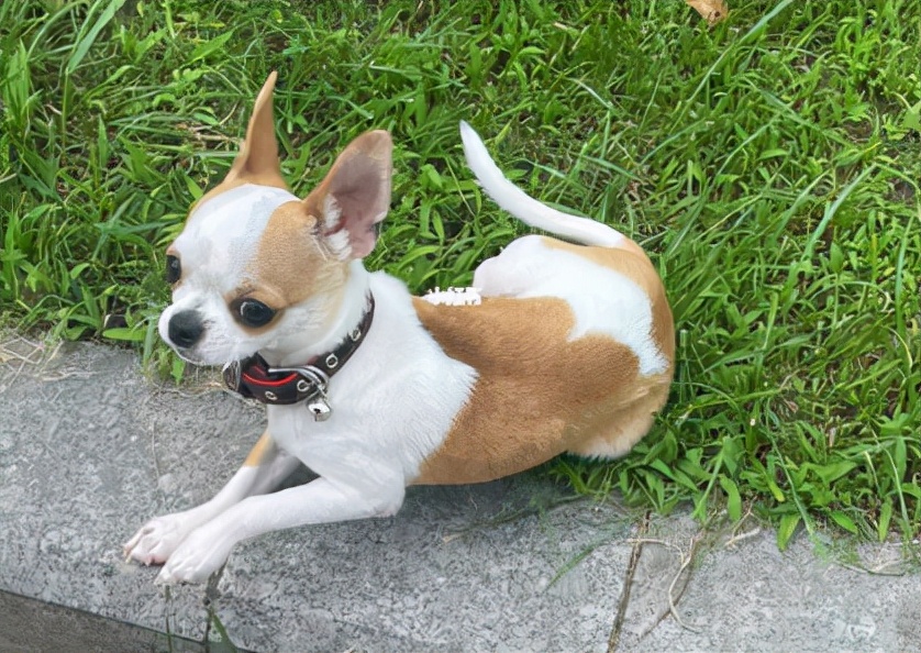 鍚夊▋濞冨翱娑茬壒鍒粍,鍚夊▋濞冨翱娑查粍