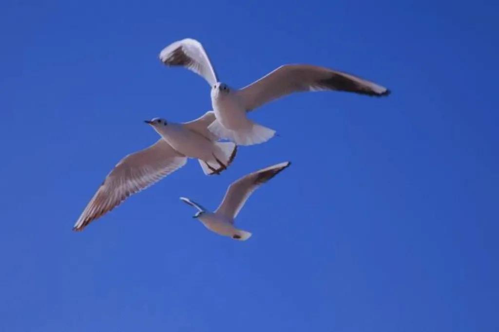 两岁读诗出口成章（天才养成计划之一）