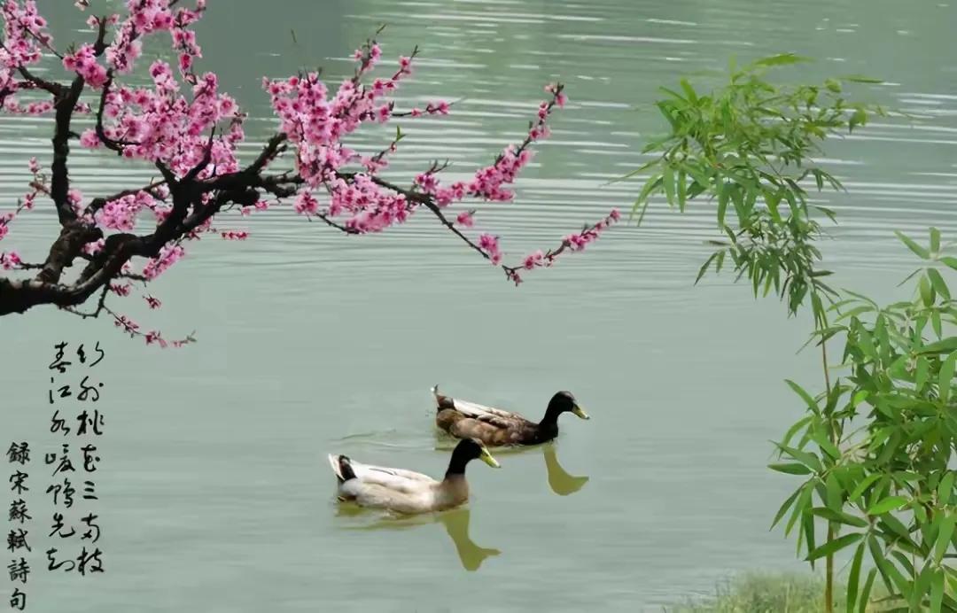 江字飞花令诗句大全,江字飞花令诗句