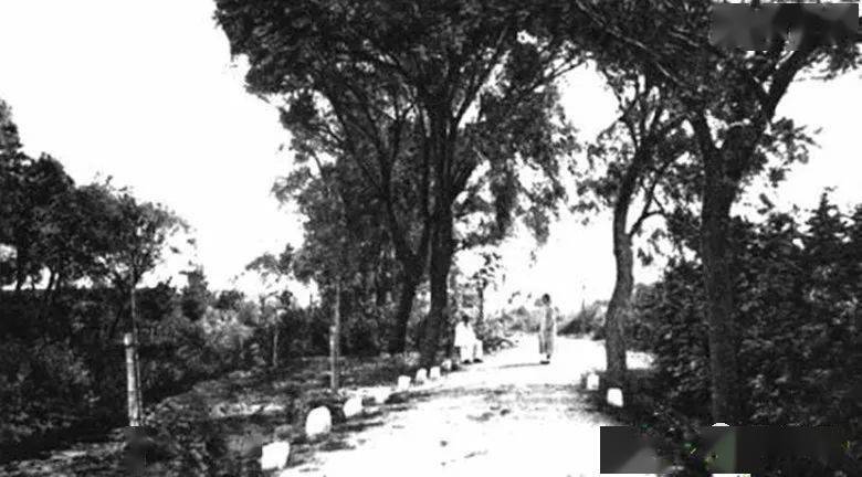 文登路——青岛人最美好的记忆