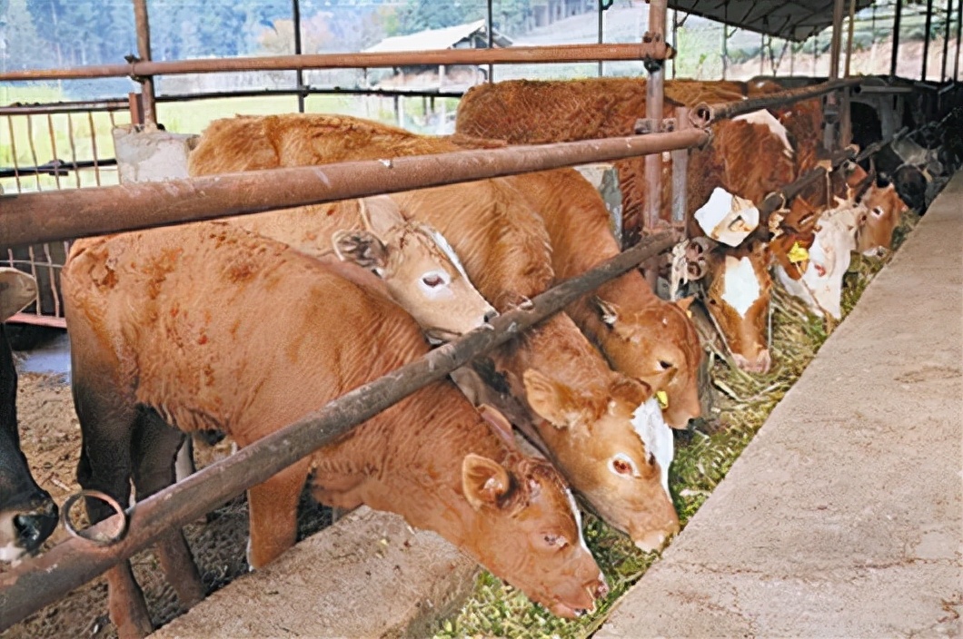 “曹满饿死牛”有没有道理？为什么喂牛的时候要少量多次？