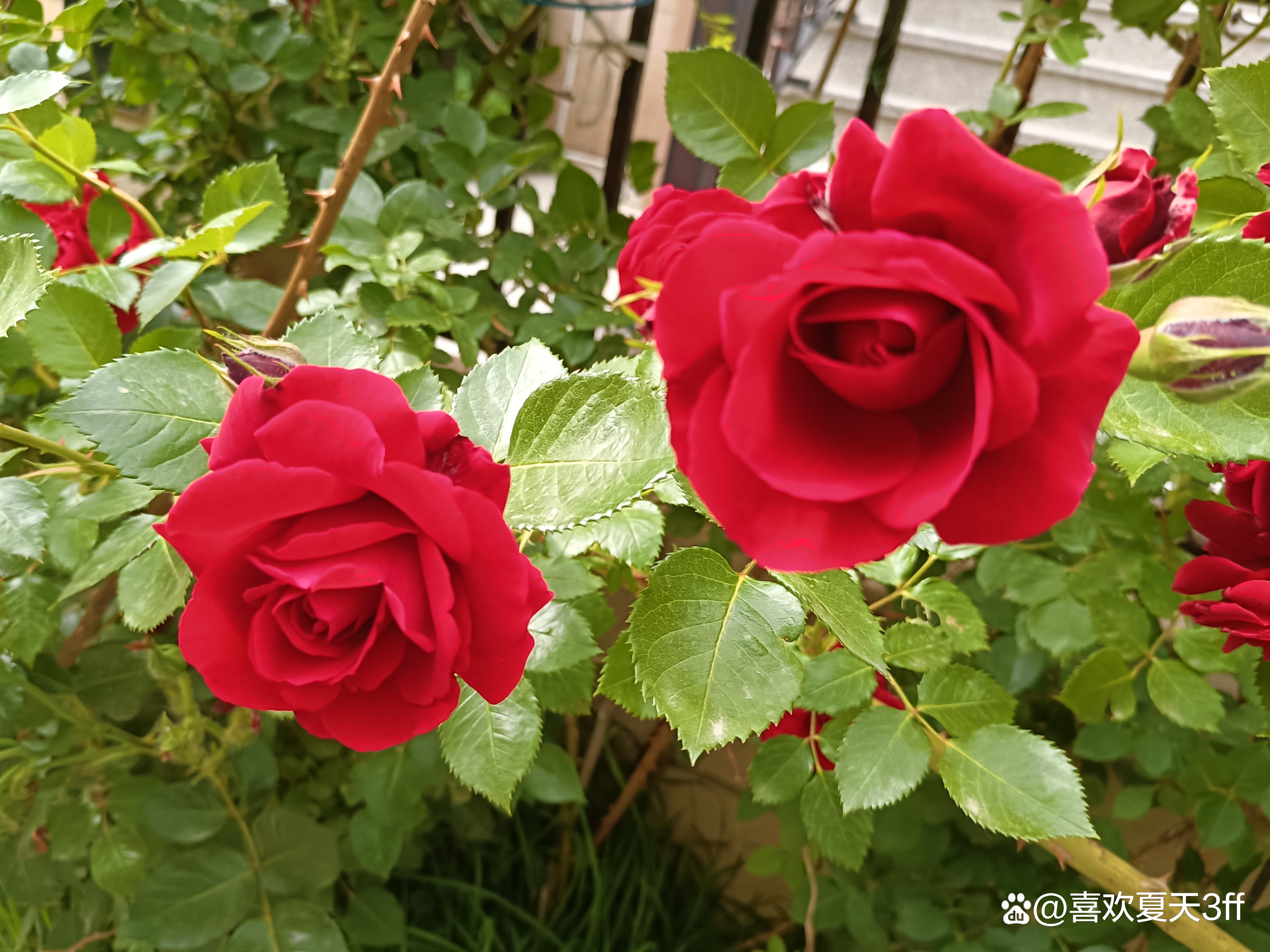 端午节快乐莲花盛开,端午节前后插花容易活吗