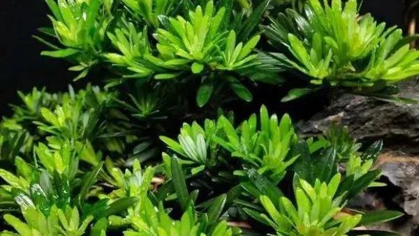 罗汉稀有品种,罗汉鱼寿命