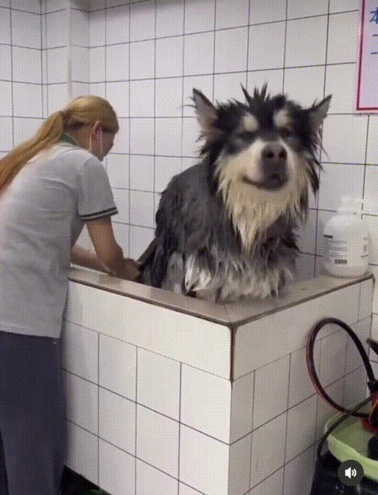 动物界中最强大的动物,动物界中最强动物