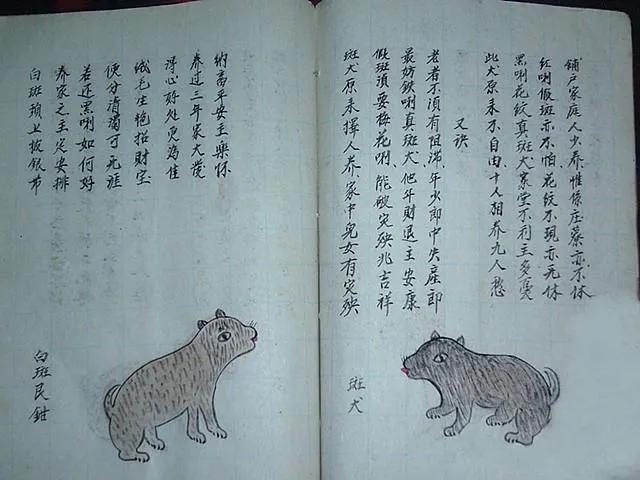 最全古老相狗经,相狗法如何一眼挑出一只好猎狗