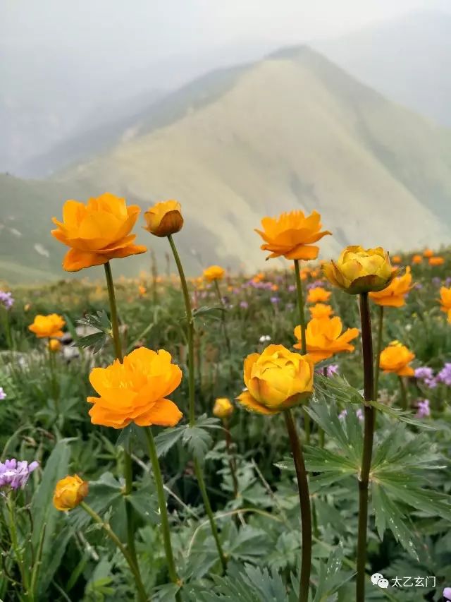 小五台山金莲花坡,小五台金莲花