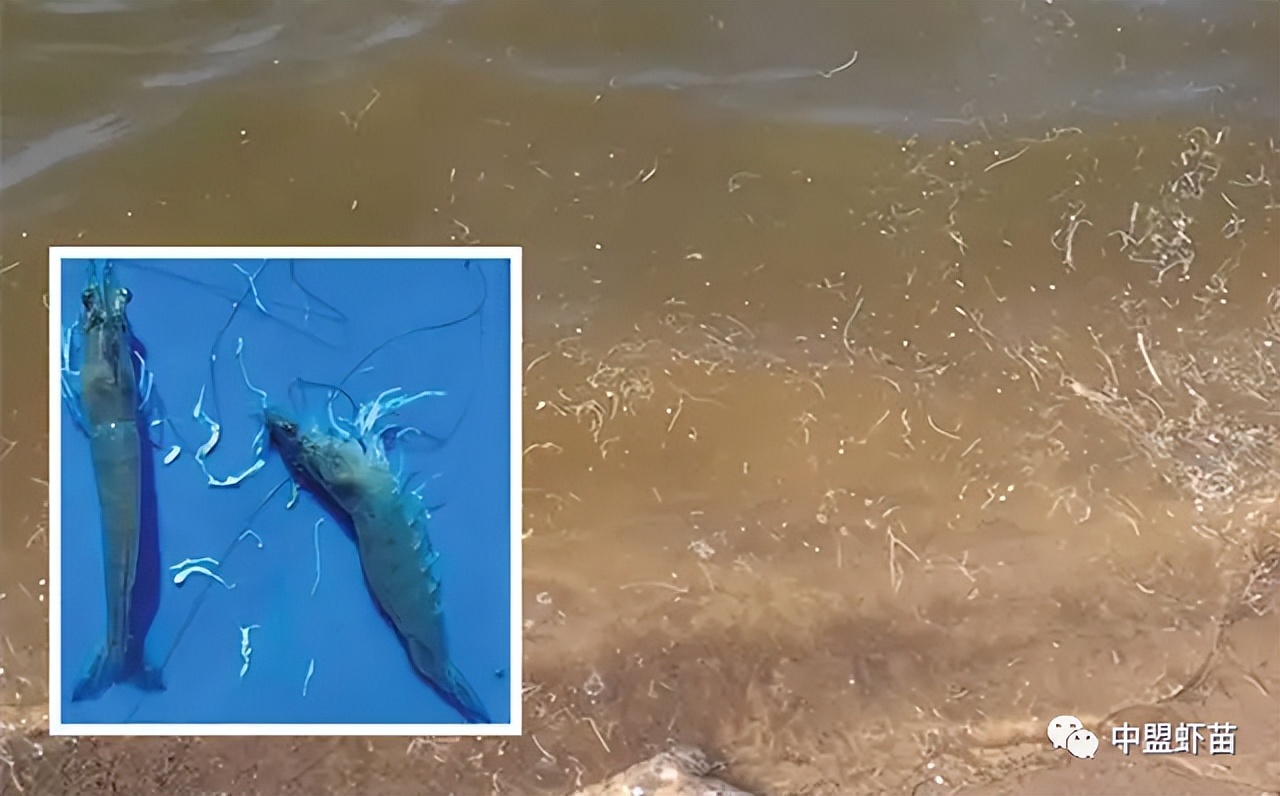 这种虾病，对虾产业产生深远影响！养殖大神揭露该病的今生前世！