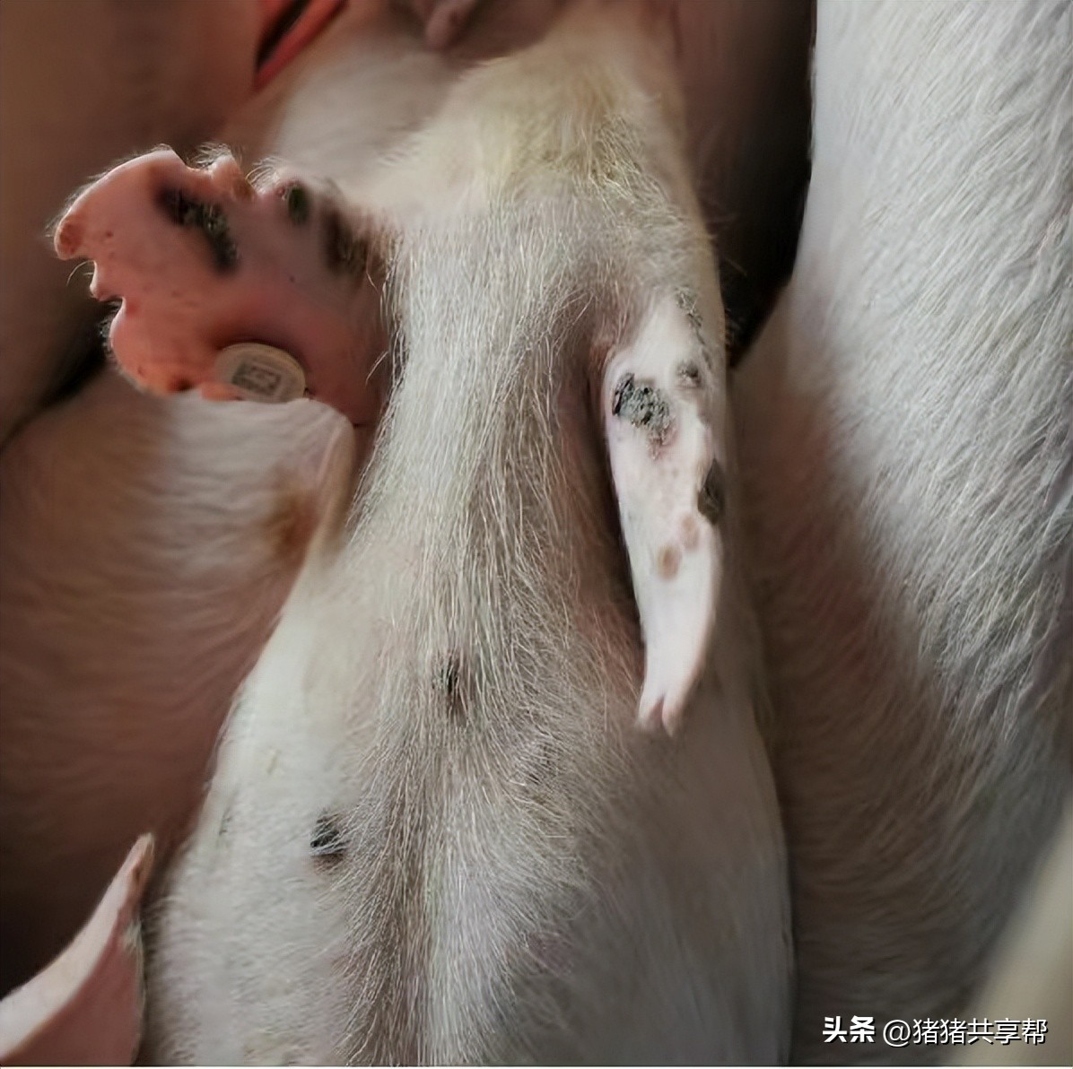 霉菌毒素在猪身上的四个表现,猪霉菌毒素中毒的特点是什么